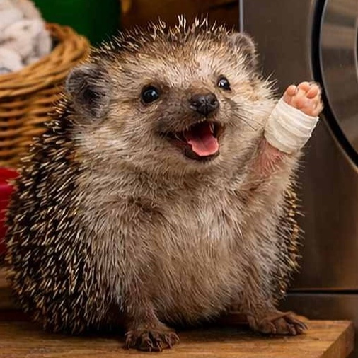 Krankenhaus der Tiere - Trockner und Waschmaschine