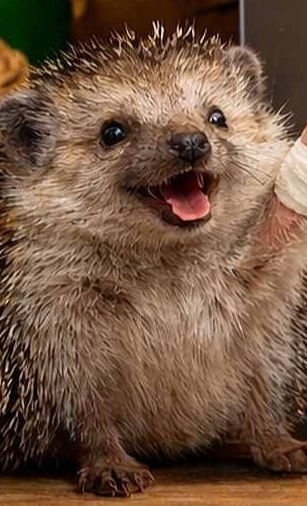 Krankenhaus der Tiere - Trockner und Waschmaschine