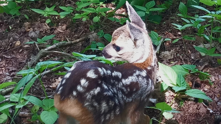 Jungwildrettung mit der Wärmebilddrohne