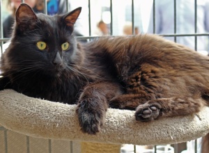 Katzenquarantäne für das Tierheim Hodenhagen