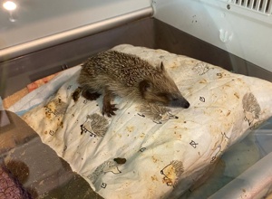 Lebensrettender Inkubator für das