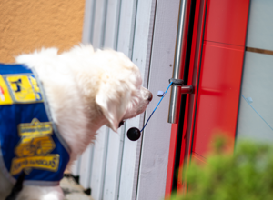Ein neuer Welpe für Hunde für Handicaps e.V.