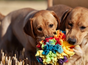 Tierärztliche Eignungsuntersuchungen für 4 Labrador Geschwister