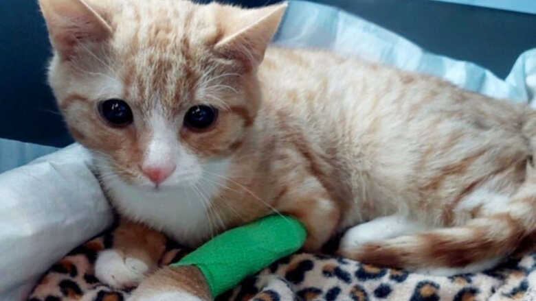 Große Ansicht vom Video