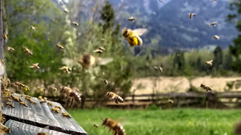Große Ansicht vom Video