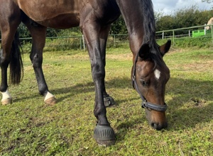 Neues Pferd für unseren Sport