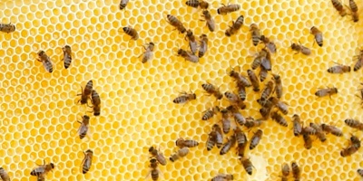 PROJEKT 2019: Bienenwachs für Qualitätshonig