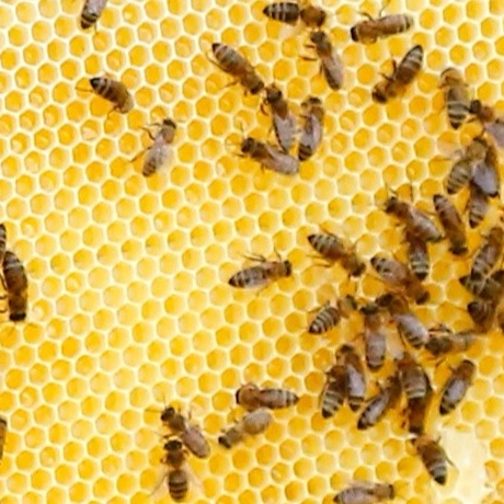 PROJEKT 2019: Bienenwachs für Qualitätshonig