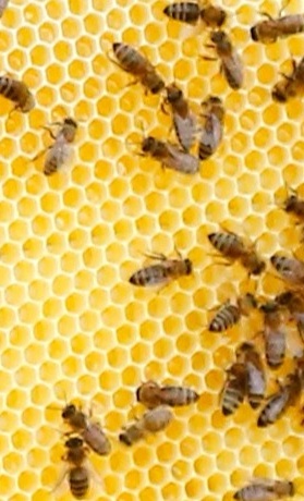PROJEKT 2019: Bienenwachs für Qualitätshonig