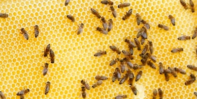 PROJEKT 2019: Bienenwachs für Qualitätshonig