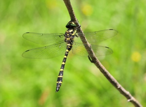 Quellen im Spessart