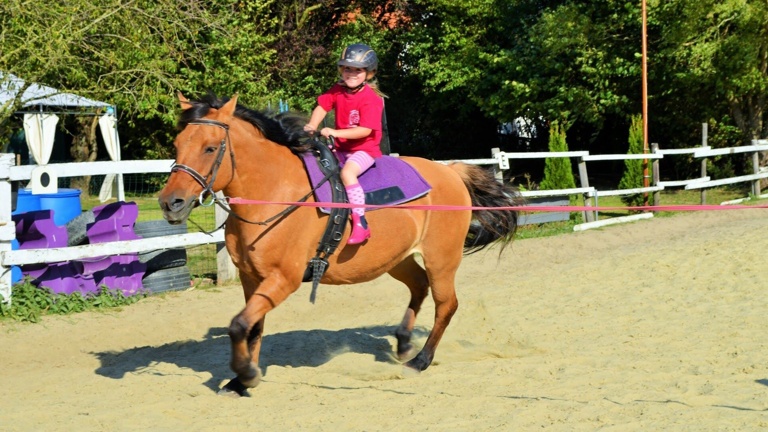 Ein Therapiepferd für die Reittherapie