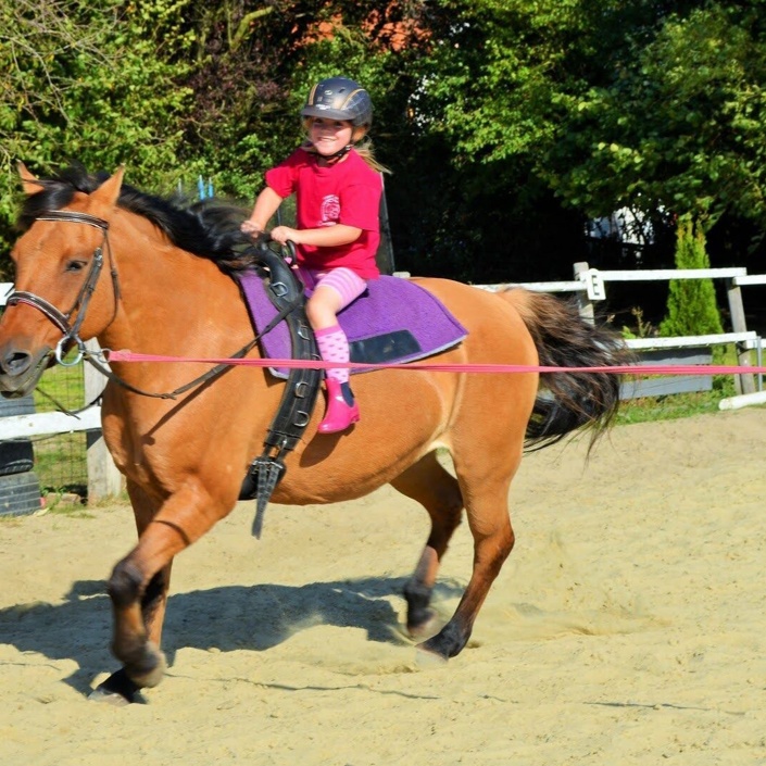 Ein Therapiepferd für die Reittherapie