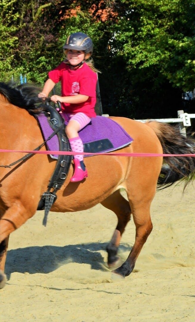 Ein Therapiepferd für die Reittherapie