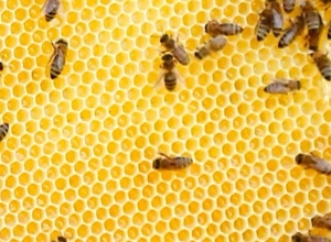 PROJEKT 2019: Bienenwachs für Qualitätshonig