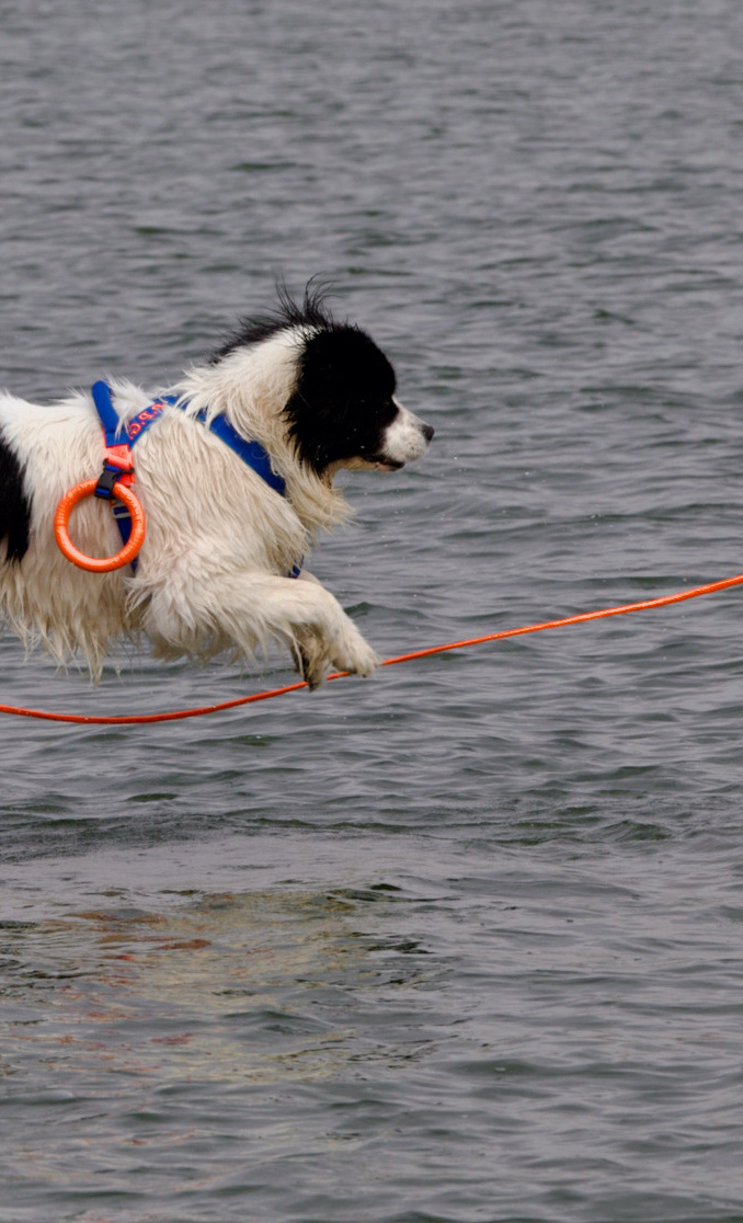 Hunde-Wasserarbeit; mit neuem Motor zu neuen Zielen