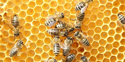 Bienen für Grundschule Osburg