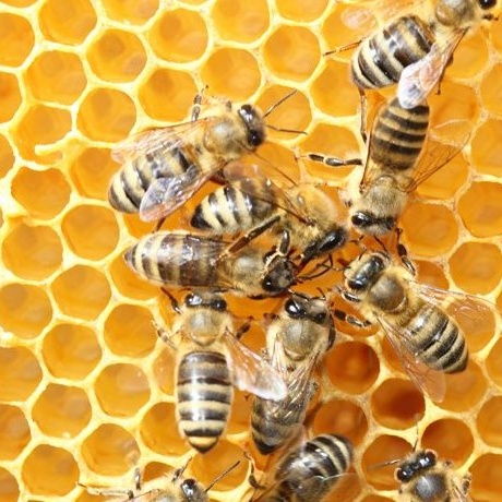 Bienen für Grundschule Osburg