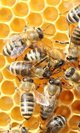 Bienen für Grundschule Osburg