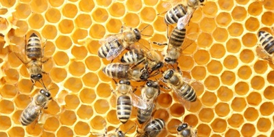Bienen für Grundschule Osburg