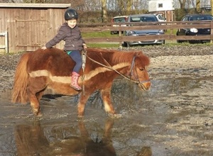 Neuer Reitplatz für den Ponyhof