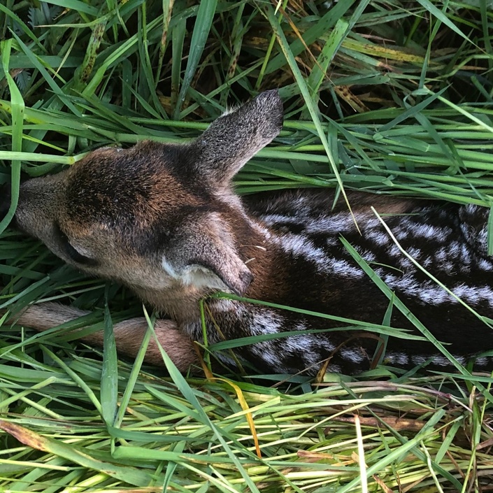 Anschaffung einer Drohne zur Rehkitzrettung