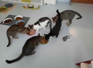 Futter für Katzen die unsere Hilfe brauchen