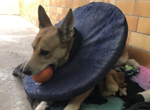 Video - Internat für Hund Heinrich