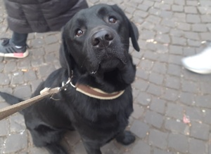 Assistenzhundeausbildung für Labrador-Rüde Fredy