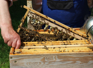Erweiterung des Lehrbienenstands Eichetwald