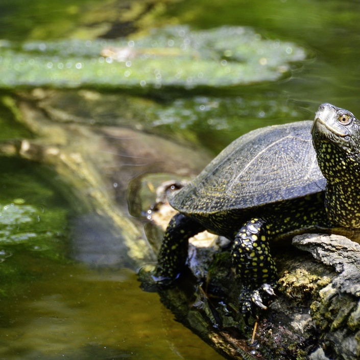 Neubau einer Anlage für die Fränkische Sumpfschildkröte