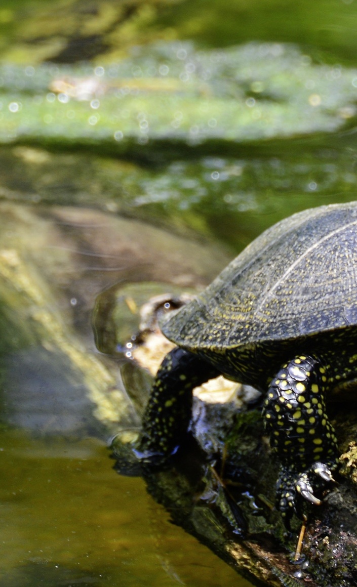 Neubau einer Anlage für die Fränkische Sumpfschildkröte