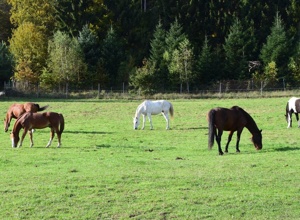 Corona-Hilfe für Reitverein Gut Dürnhof