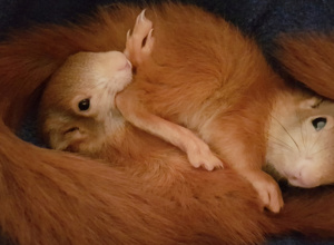 Video - Auswilderungsvoliere Eichhörnchen