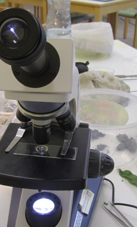 Ökosystem Wattenmeer- Biologie Exkursion des JAG