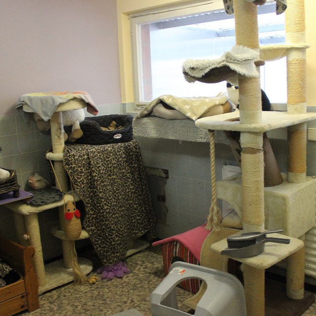 Renovierung Katzenzimmer