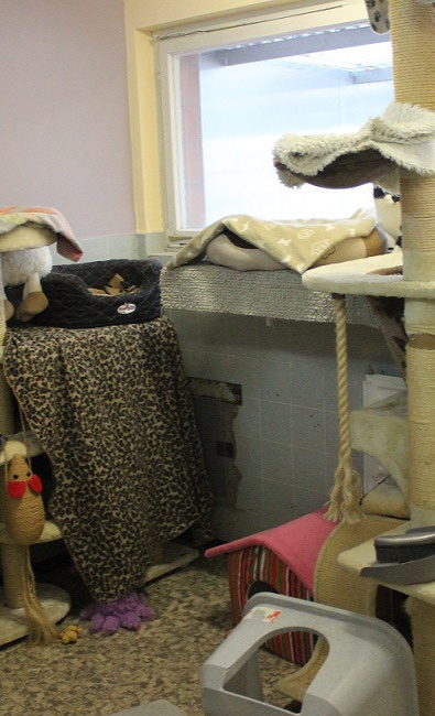 Renovierung Katzenzimmer