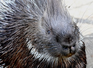 Ein neues Zuhause für Naddel und Dieter