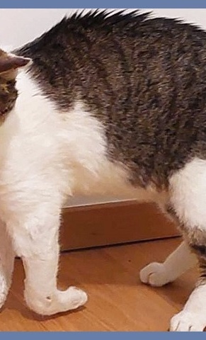 Finanzierung von Tierarzt- und Futterkosten
