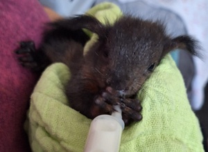 Artenschutzprojekt Eichhörnchen (Aufzucht und Auswilderung)