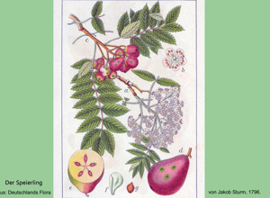 Arboretum Pfalzgrafenweiler - Klima- u.  Zukunftsbäume