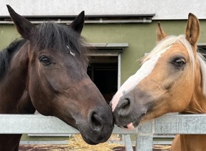 Ebbe-Flut-Reitplatz Reit- und Fahrverein Buchen (Training und Turnier)