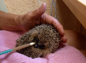 Lebensrettender Inkubator für das