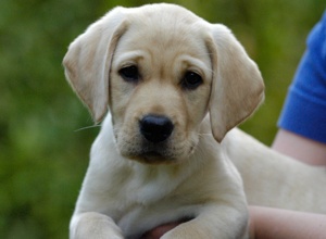 "Helfer for Future" - neue Welpen bei Hunde für Handicaps e.V.