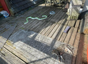 Eine neue Katzenterrasse für unseren Tierschutzhof