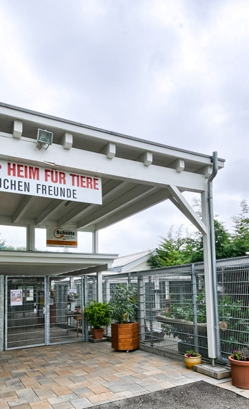 Tierheim- Katzen Außenbereich Sanierung