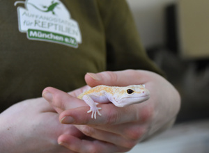 Stilles Leid stoppen – Forschung zu Leopardgeckos