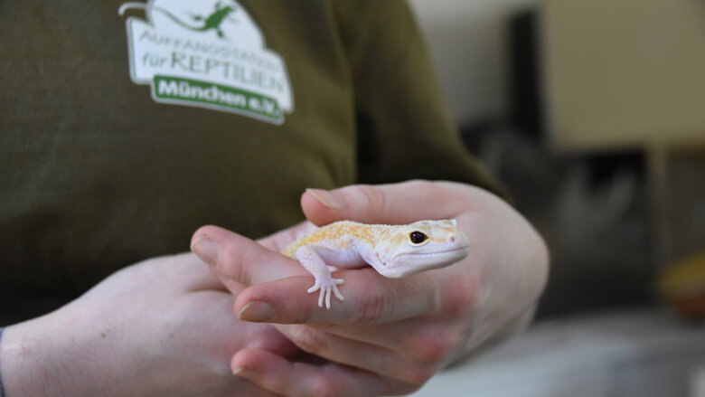 Große Ansicht vom Video