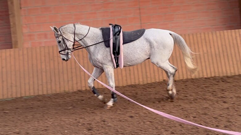 voltigiermannschaft Voltigier- und Reitpferd Giotto für den - Viele schaffen mehr