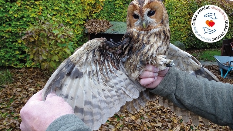 Tribüne für die Auffang- und Pflegestation für Greifvögel und Eulen